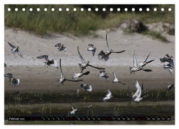 CALVENDO Wandkalender Ostseevögel (Tischkalender 2025 DIN A5 quer), CALVENDO Monatskalender