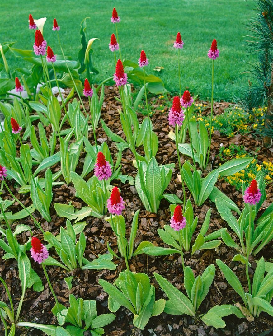 Pflanzen für Dich Staude Primula vialii, 1 St., Orchideen-Primel, Vial-Primel – Bild 5 von 5