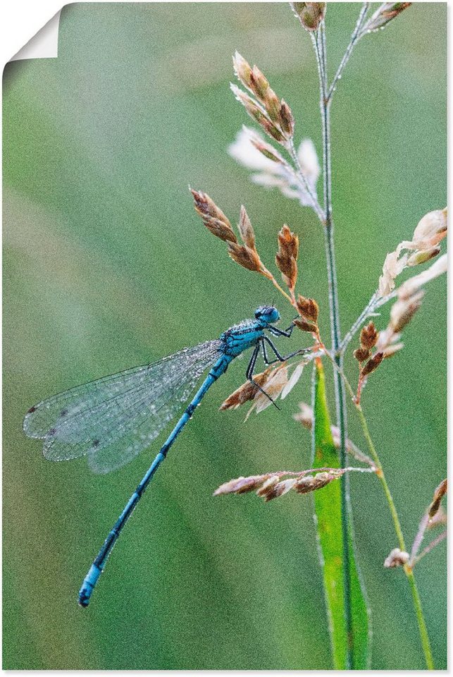 Artland Wandbild Kleine Libelle, Insekten (1 St), als Alubild, Leinwandbild,  Wandaufkleber oder Poster in versch. Größen