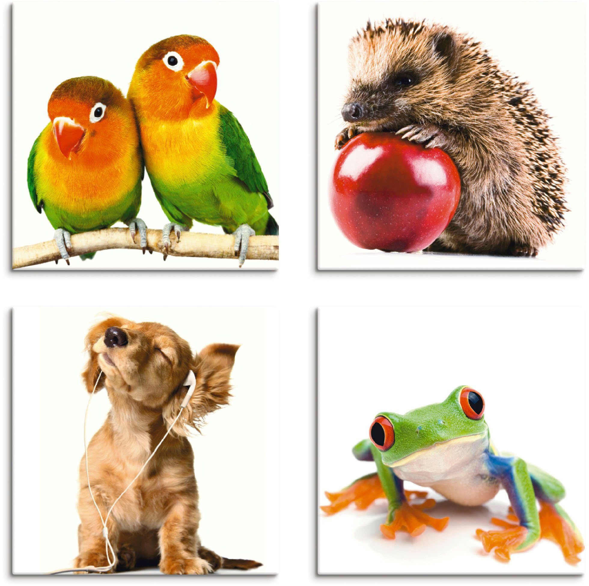 Artland Leinwandbild Grauköpfchen Igel Hund Frosch, Haustiere (4 St), 4er Set, verschiedene Größen | Leinwandbilder