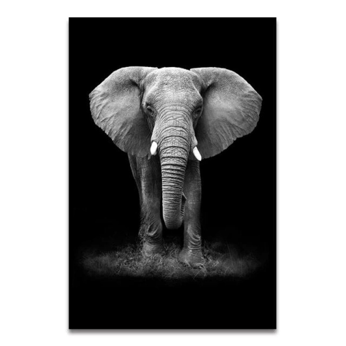 TPFLiving Kunstdruck (OHNE RAHMEN) Poster - Leinwand - Wandbild, Tierwelt Afrikas - Giraffe Elefant Zebra Nashorn Löwe Pferd - (12 Motive in 17 Größen zur Auswahl), Farben: Schwarz, Gold, Weiß - Größe: 13x18cm