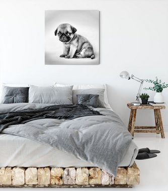 Pixxprint Leinwandbild Kleiner Hundewelpe Mops, Kleiner Hundewelpe Mops (1 St), Leinwandbild fertig bespannt, inkl. Zackenaufhänger