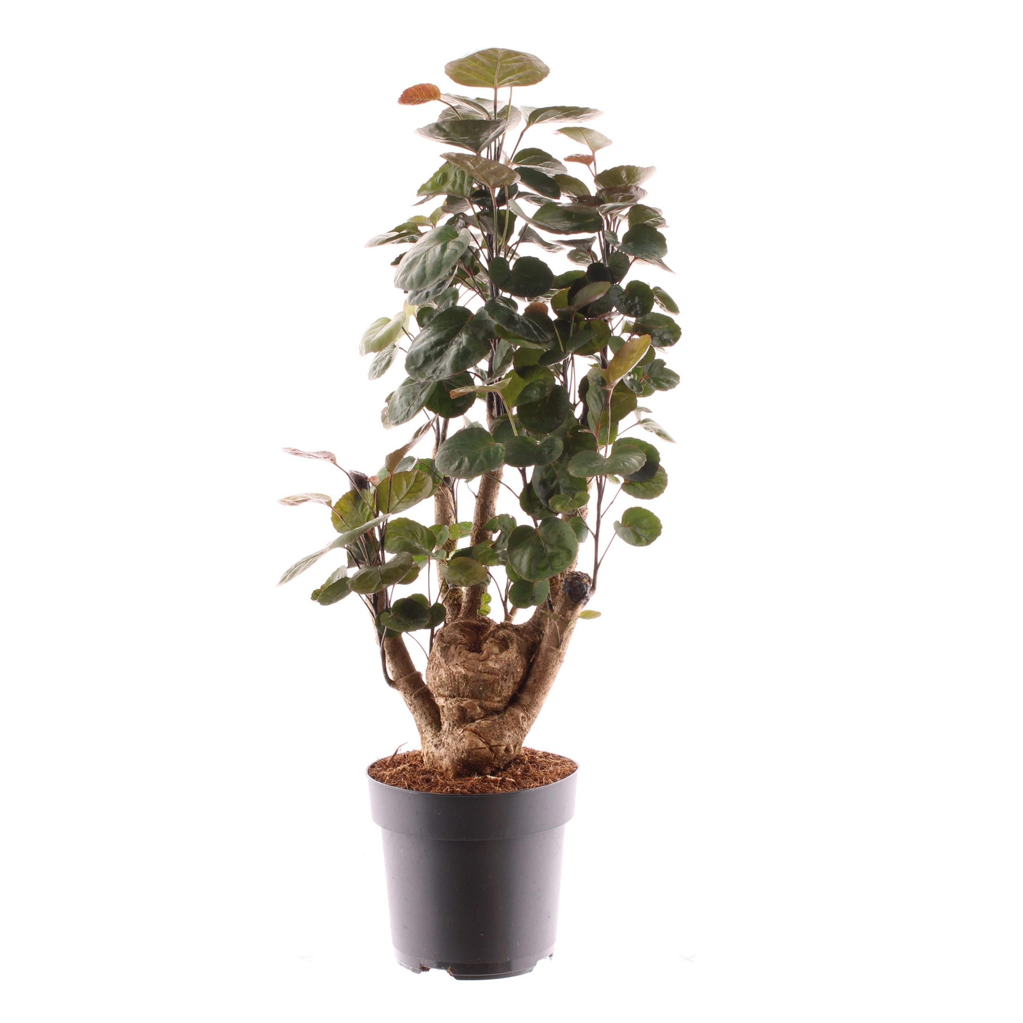 meinvipshop Zimmerpflanze Polyscias Fabian 60cm Zimmerpflanze günstig online kaufen