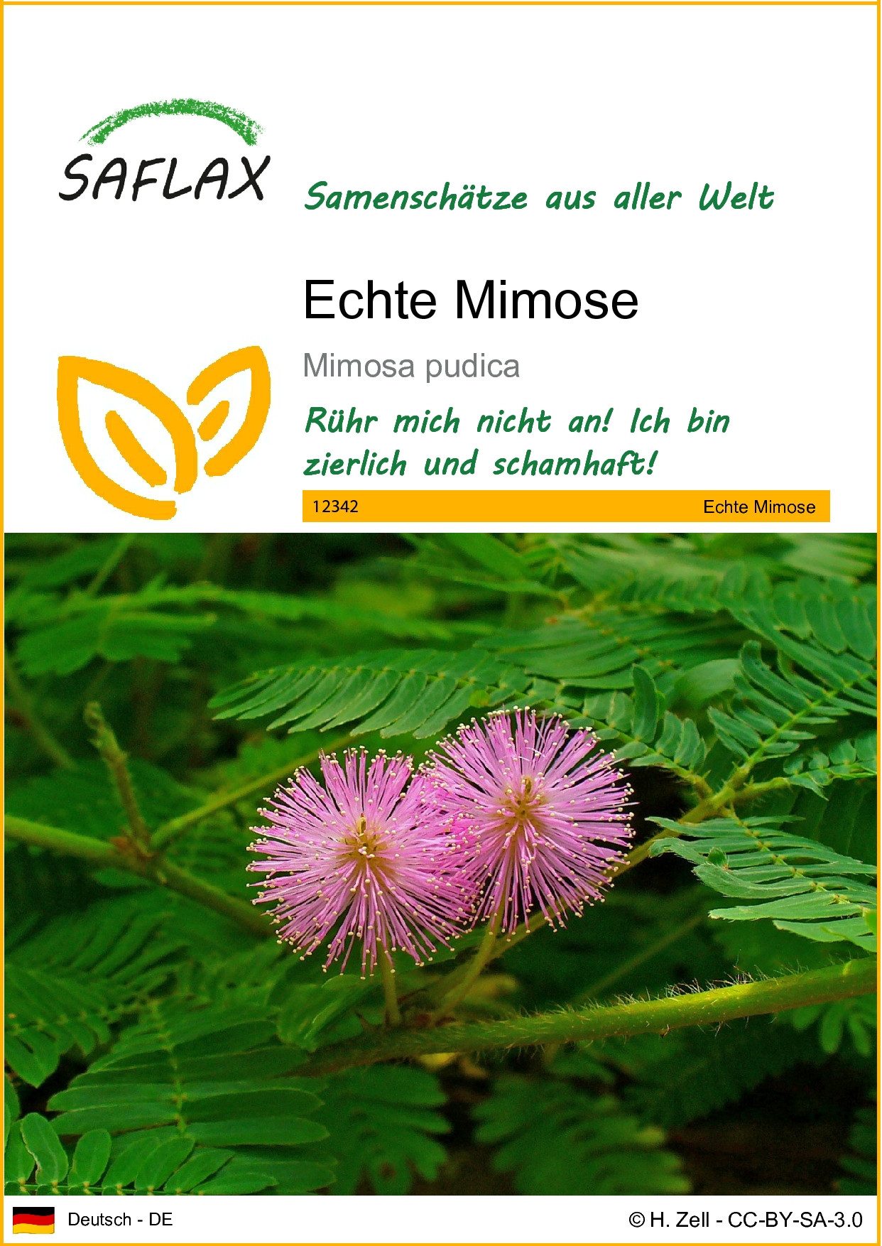 SAFLAX Blumensamen SAFLAX - Samen - Echte Mimose