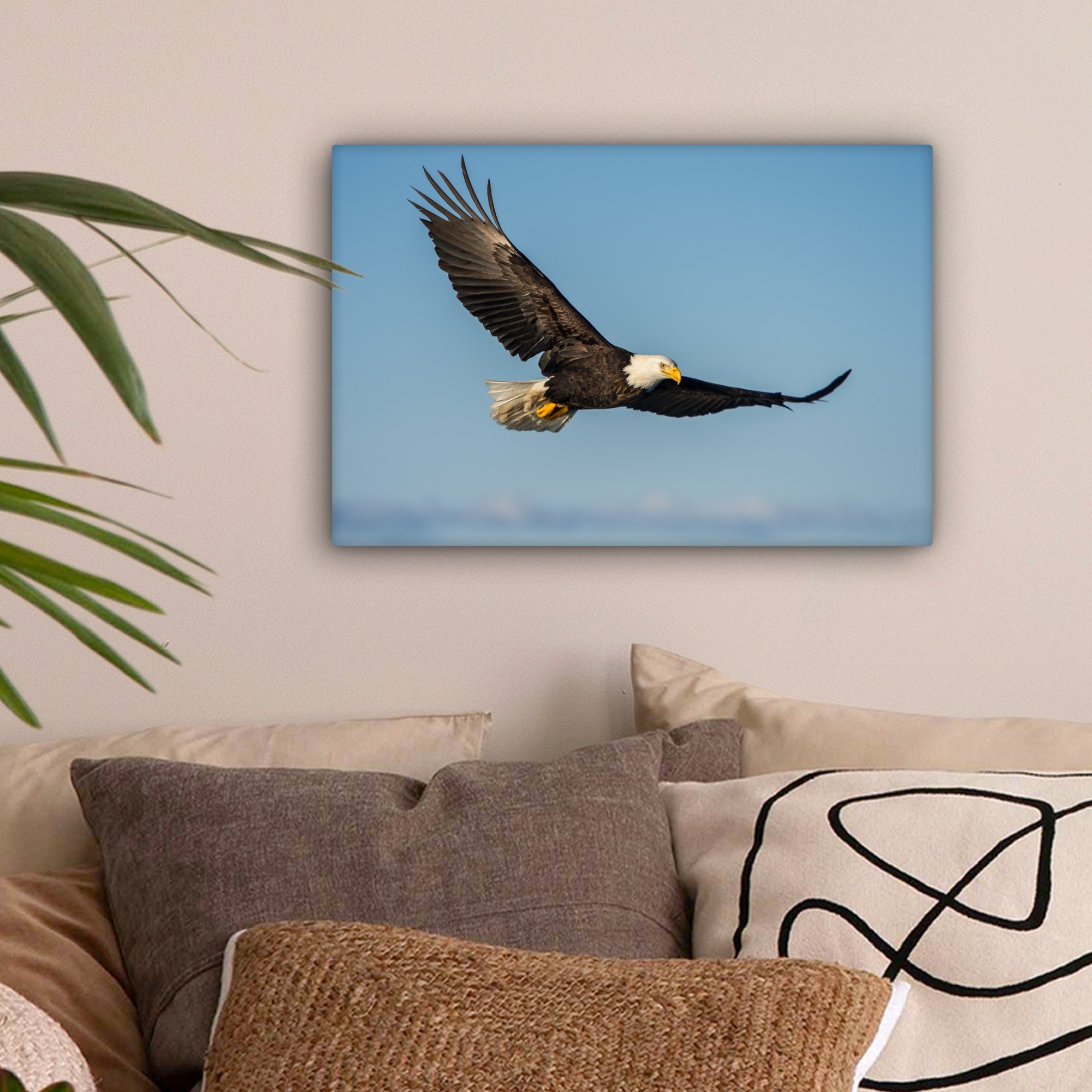 OneMillionCanvasses® Leinwandbild Vogel - Adler - günstig online kaufen