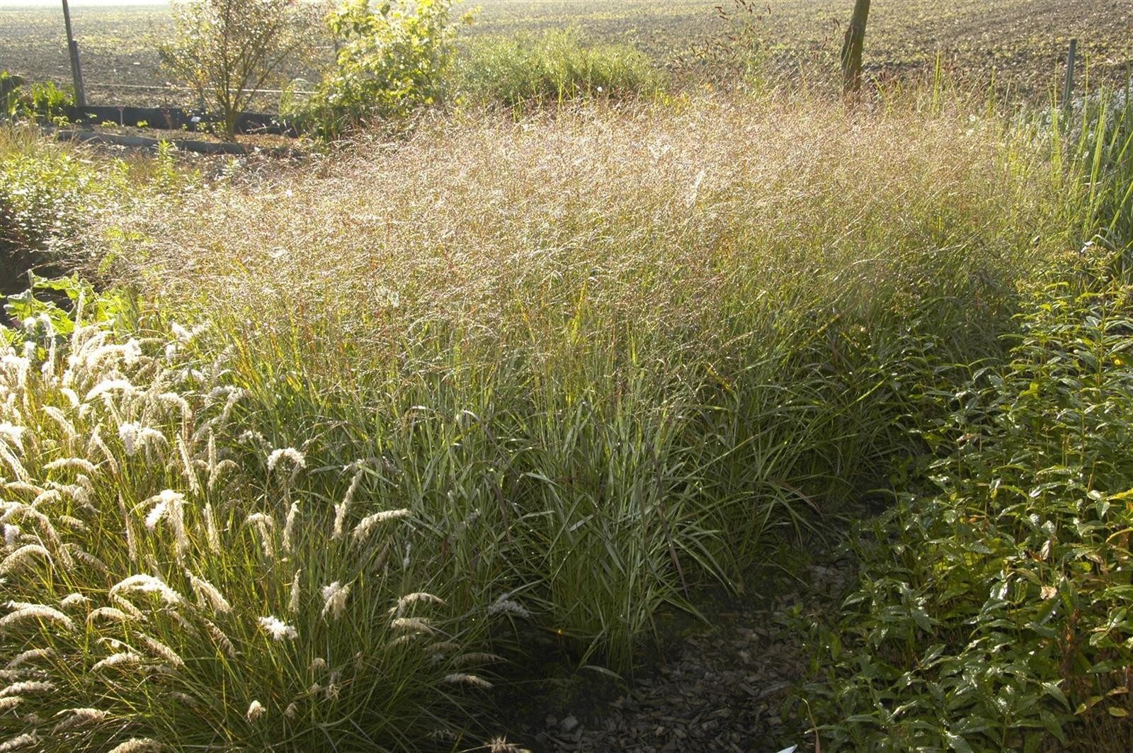 Pflanzen für Dich Gräser Panicum virg. Shenandoah, 1 St., Rutenhirse, Präriehirse, rotlaubig, spätsommerblüte