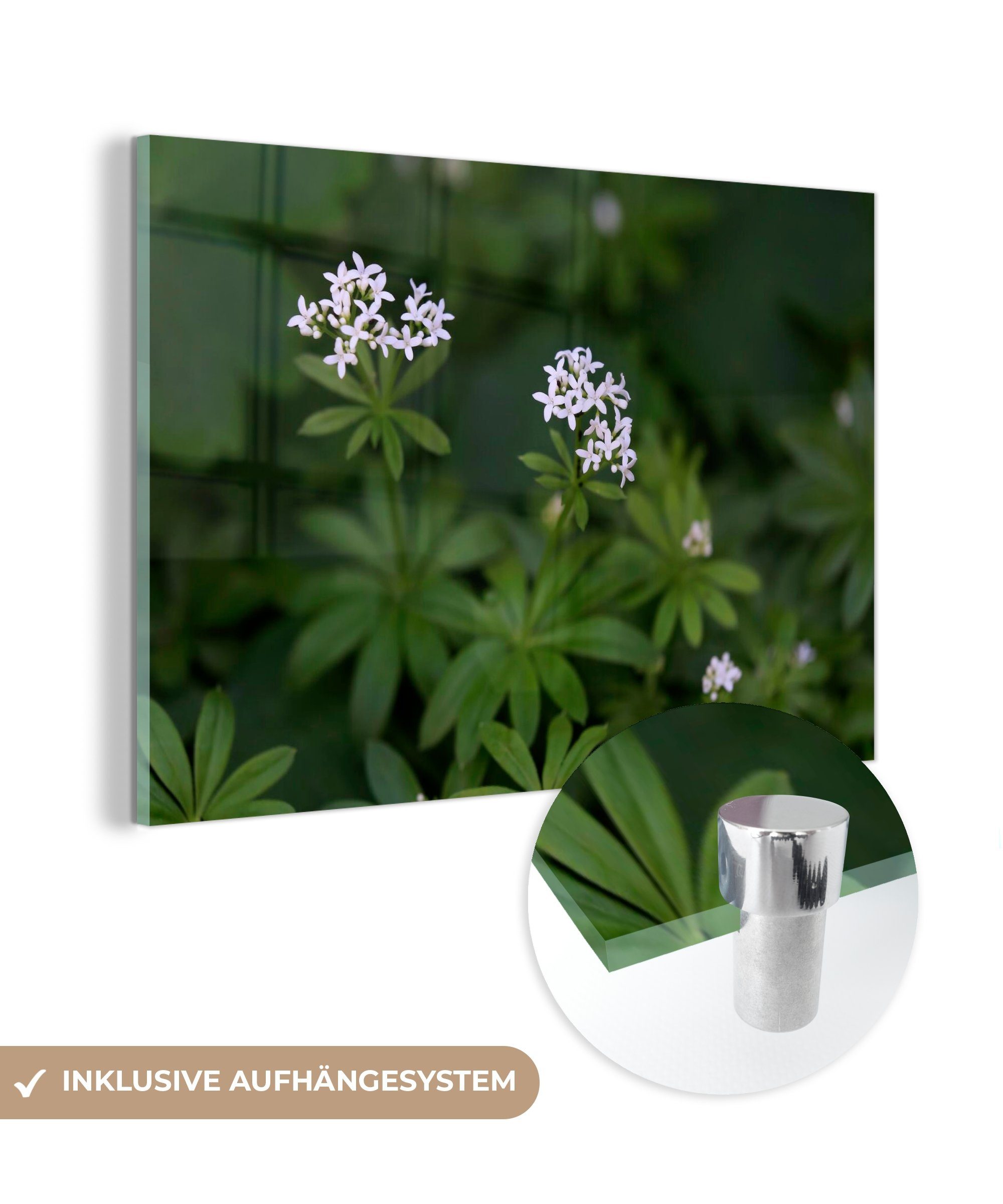 Grünpflanze Acrylglasbilder Dunkles MuchoWow Foto (1 & Waldmeister, der Acrylglasbild Schlafzimmer Wohnzimmer St),