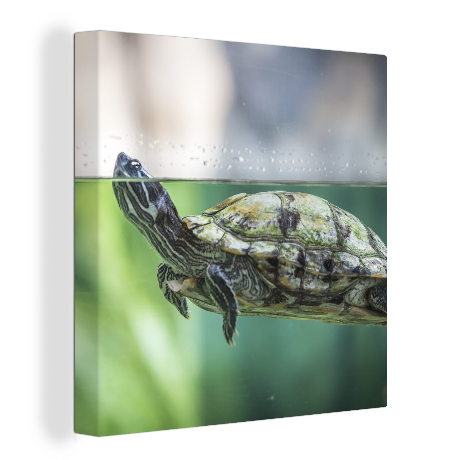 OneMillionCanvasses® Leinwandbild Nahaufnahme einer Schildkröte, (1 St), Leinwand Bilder für Wohnzimmer Schlafzimmer