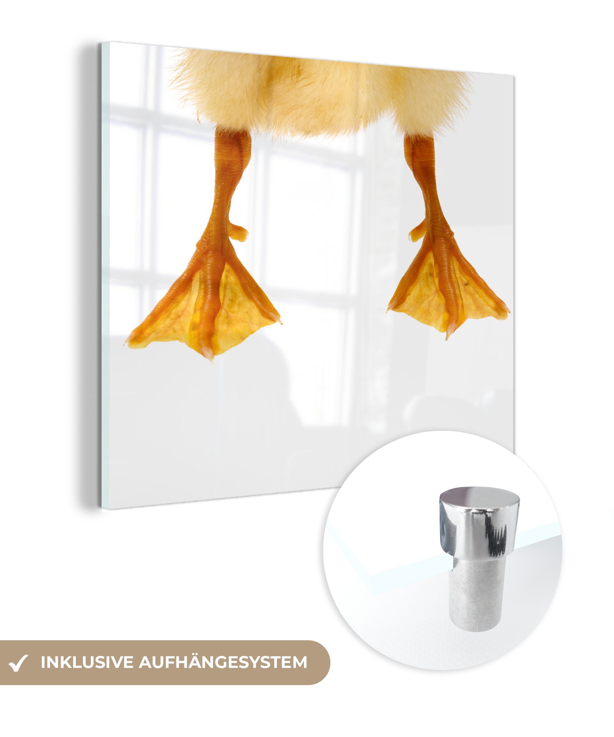 MuchoWow Acrylglasbild Beine eines Entenbabys, (1 St), Glasbilder - Bilder auf Glas Wandbild - Foto auf Glas - Wanddekoration