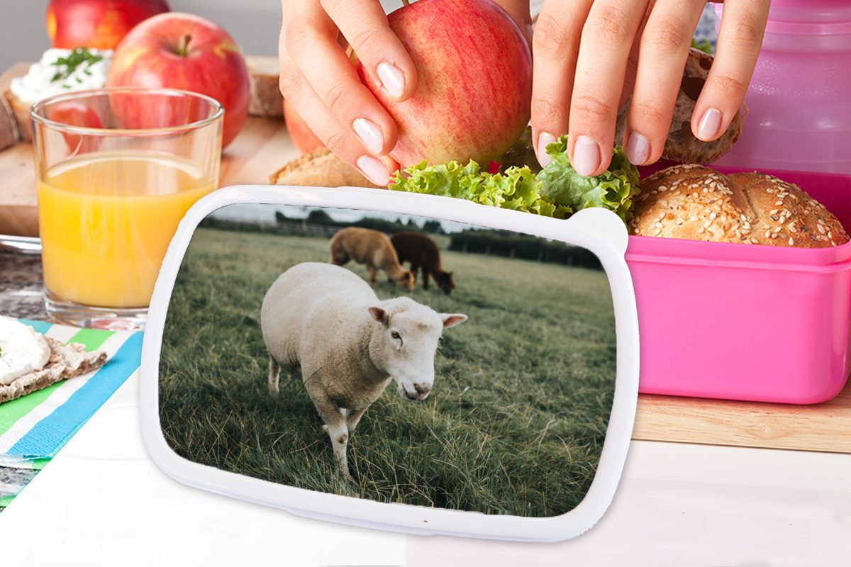 Kunststoff, Kunststoff MuchoWow Snackbox, - Gras, Erwachsene, Brotdose Kinder, - Lunchbox Brotbox für Tiere rosa Schafe Mädchen, (2-tlg),