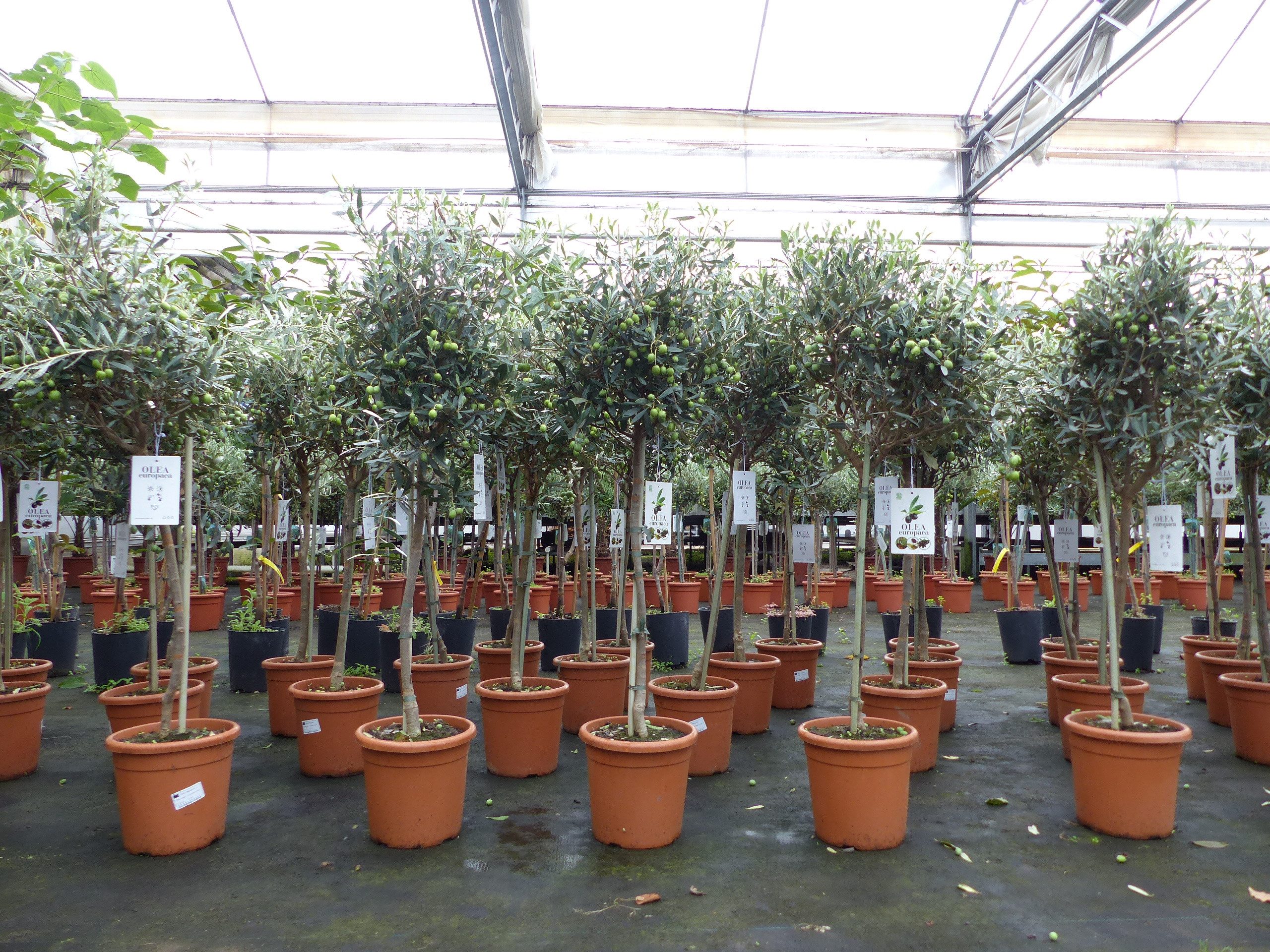 gruenwaren jakubik Olivenbaum Olivenbaum Stamm Olive 80 - 100 cm hoch, beste Qualität, Olea Europaea – Bild 4 von 5