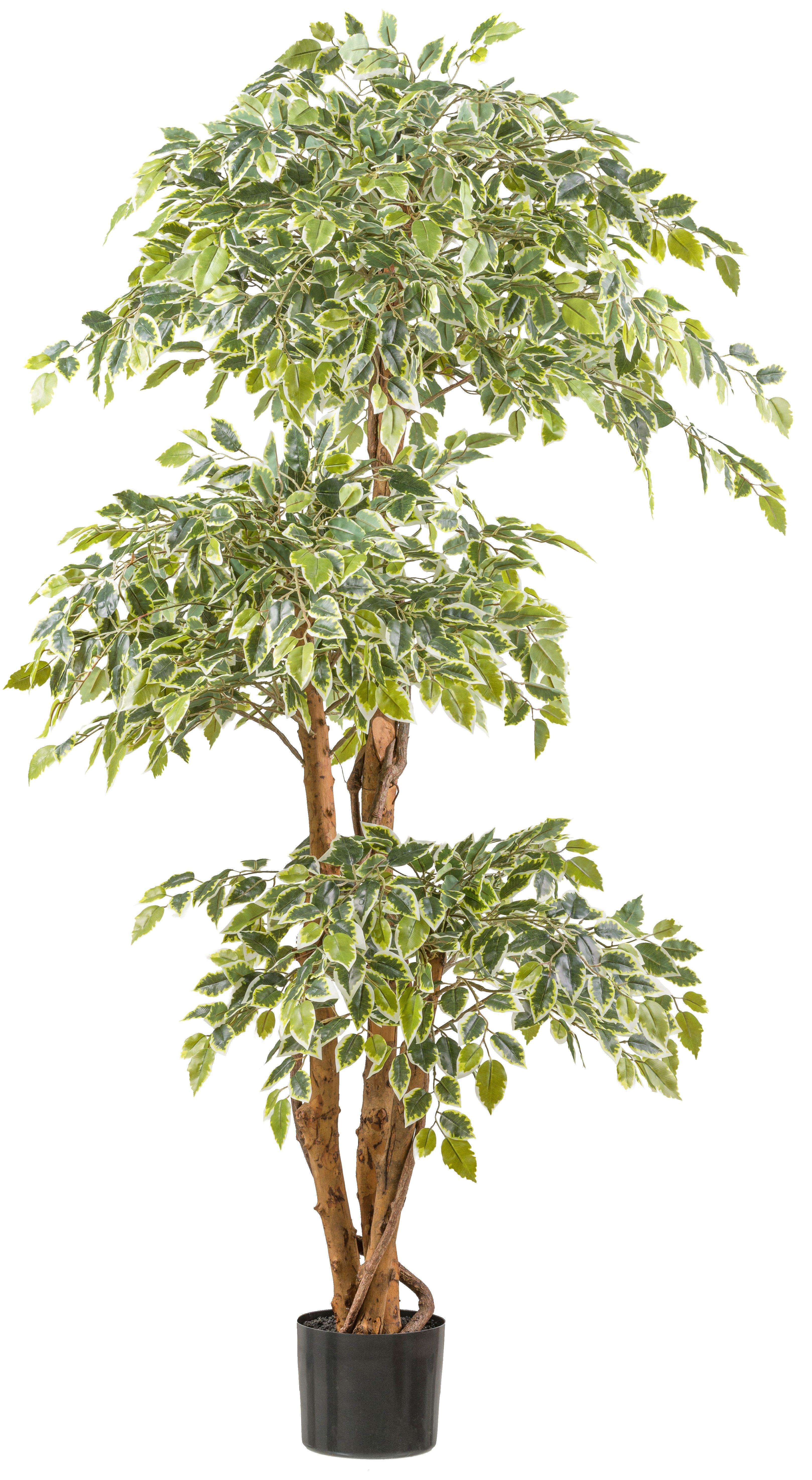 Kunstpflanze Ficus benjamina, Creativ green, Höhe günstig online kaufen