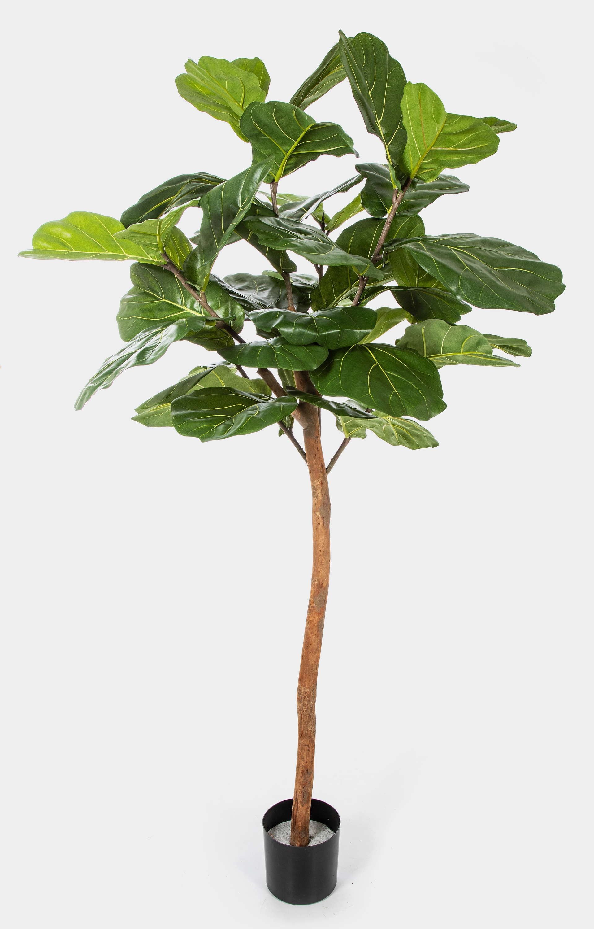 Kunstbaum Deko Ficus Lyrata ADERITO, Echtstamm, grün, 170cm Ficus (Geigenfeige), artplants, Höhe 170.0 cm