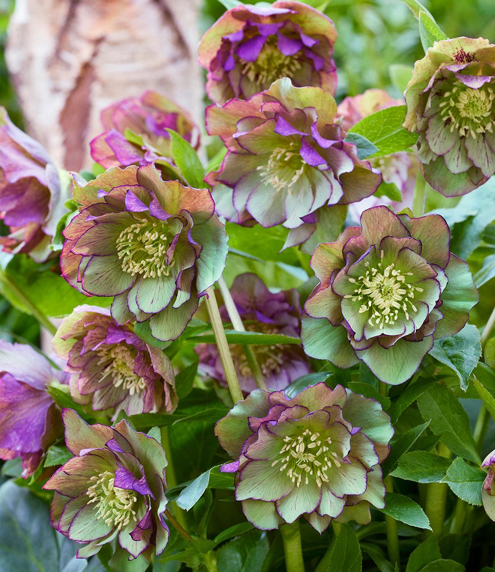 BALDUR Garten Staude Gefüllte Christrose 'Double Ellen® Green Picotée', 1 St., Lenzrose,winterhart, gefüllte Blüten, reichblühend, robust – Bild 3 von 3