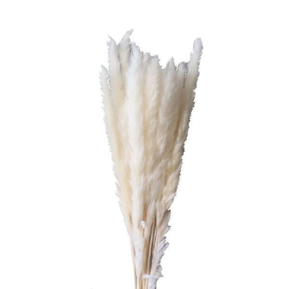 Künstliche Zimmerpflanze getrocknetes Pampas Gras Weiß (6-8 Stiele), Cooee Design