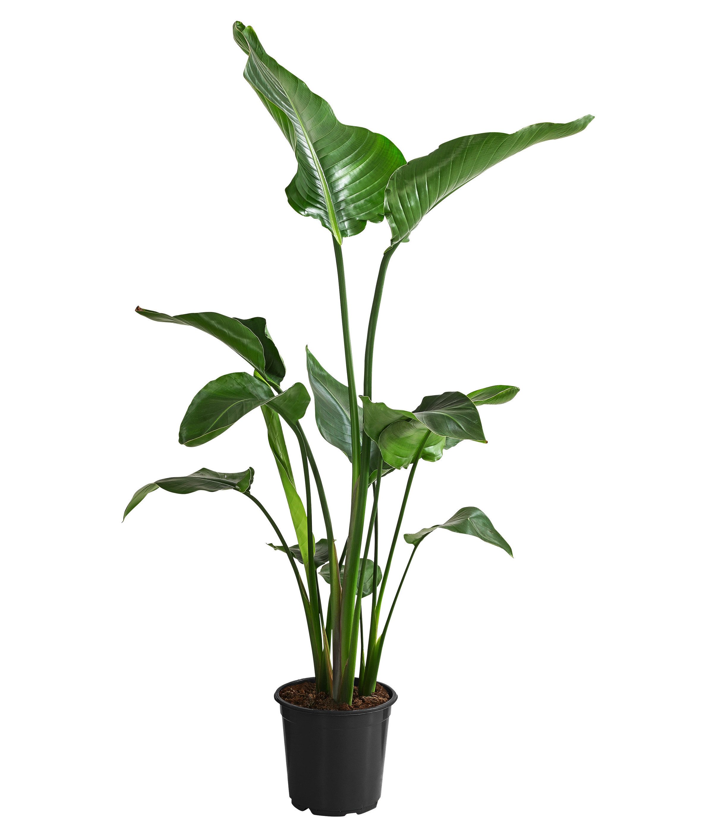 Dehner Kübelpflanzen Baumstrelitzie, Strelitzia nicolai, tropische Pflanze, versch. Größen, imposante, wärmeliebende Grünpflanze mit niedrigem Wasserbedarf