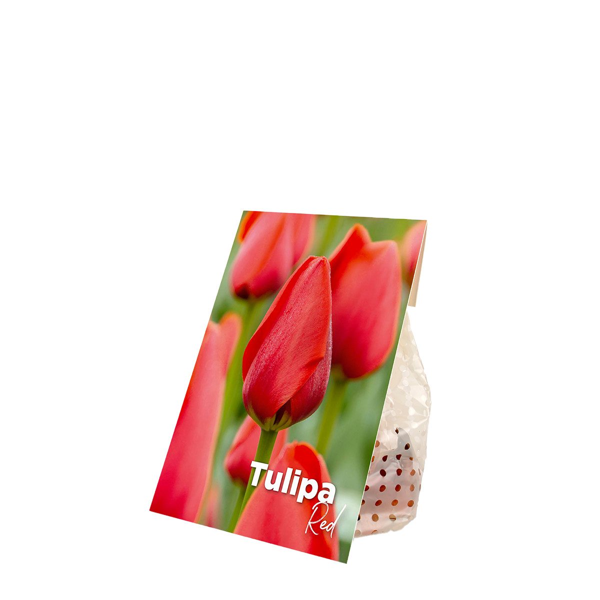 Bloomique Blumenzwiebeln Bloomique - Mischung aus 20 - Tulipa - Tulpenzwiebeln - Rot - Blumenzw, (20-St) – Bild 2 von 5