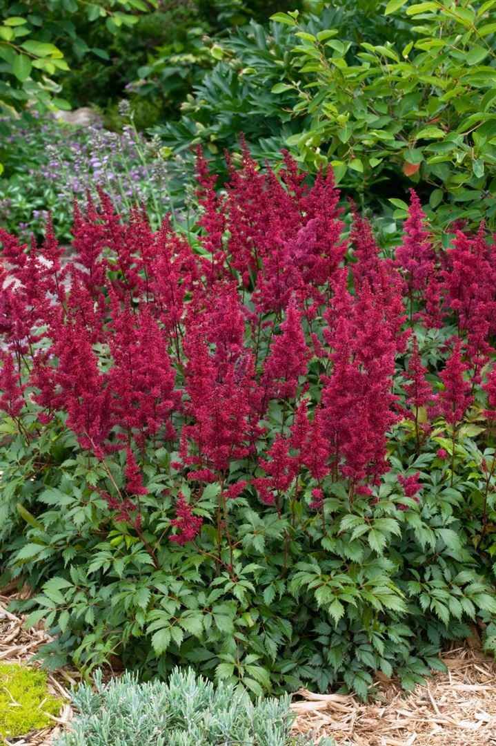 Pflanzen für Dich Staude Astilbe japonica Etna, 1 St., Prachtspiere