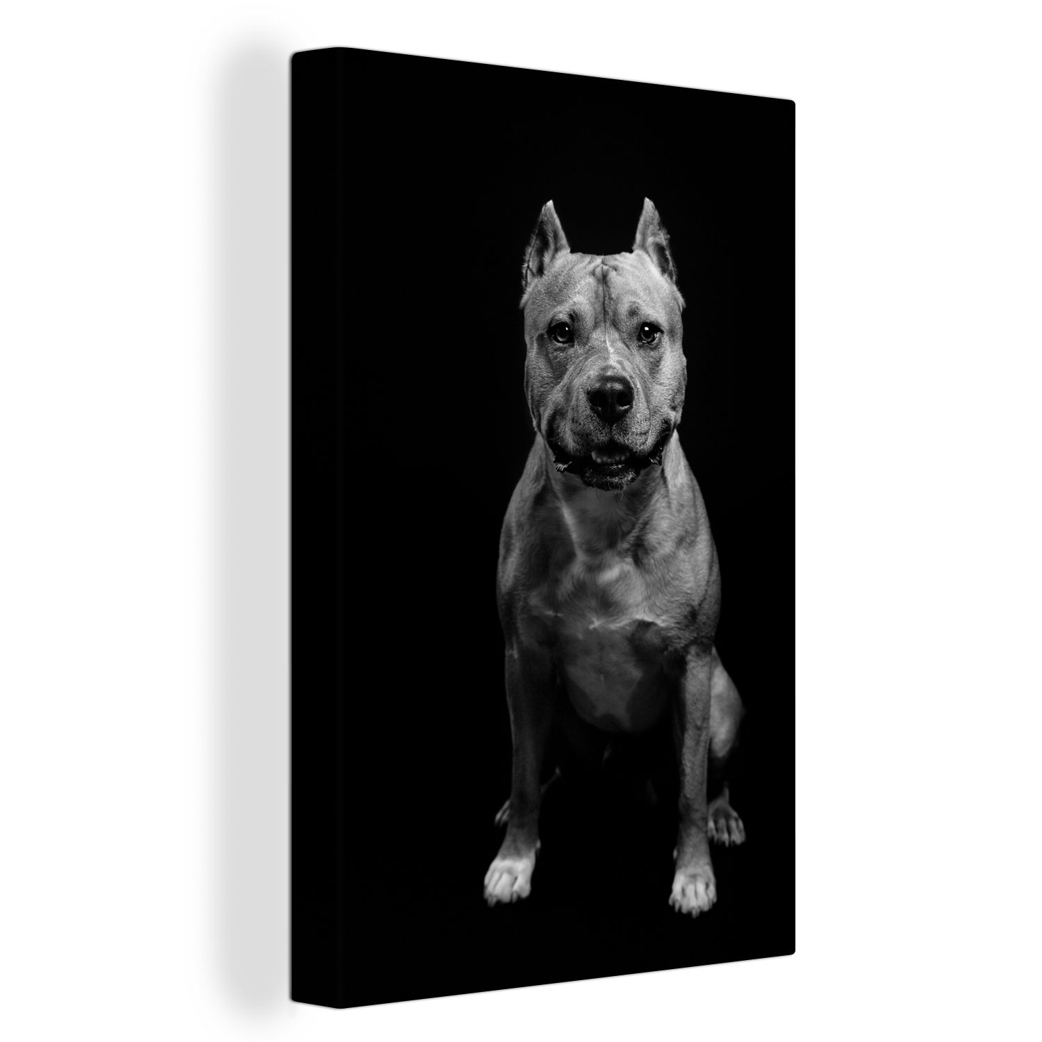 inkl. männlichen Vorderansicht fertig -, Staffordshire St), OneMillionCanvasses® Zackenaufhänger, Terriers (1 eines Leinwandbild American Leinwandbild Gemälde, cm 20x30 bespannt