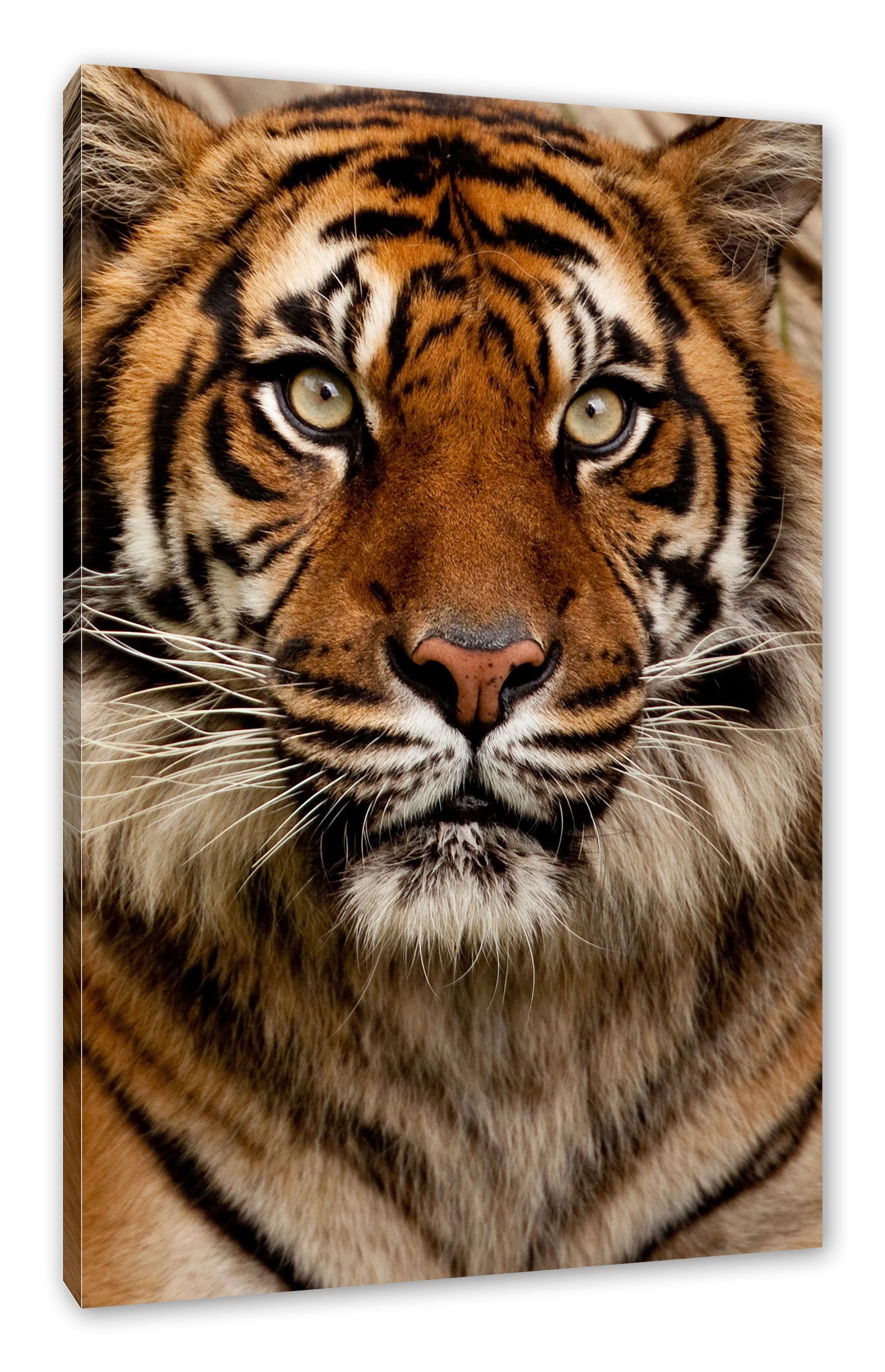 Pixxprint Leinwandbild Aufmerksamer Tiger, Aufmerksamer Tiger (1 St), Leinwandbild fertig bespannt, inkl. Zackenaufhänger
