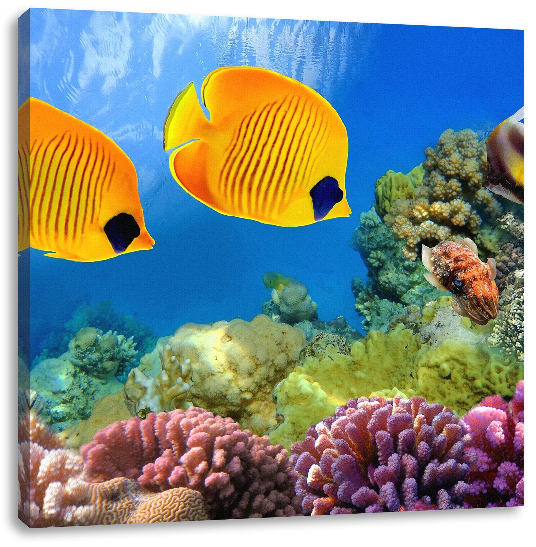 Pixxprint Leinwandbild Fische Leinwandbild Fische Zackenaufhänger fertig St), inkl. (1 Korallenriff Korallenriff, bespannt