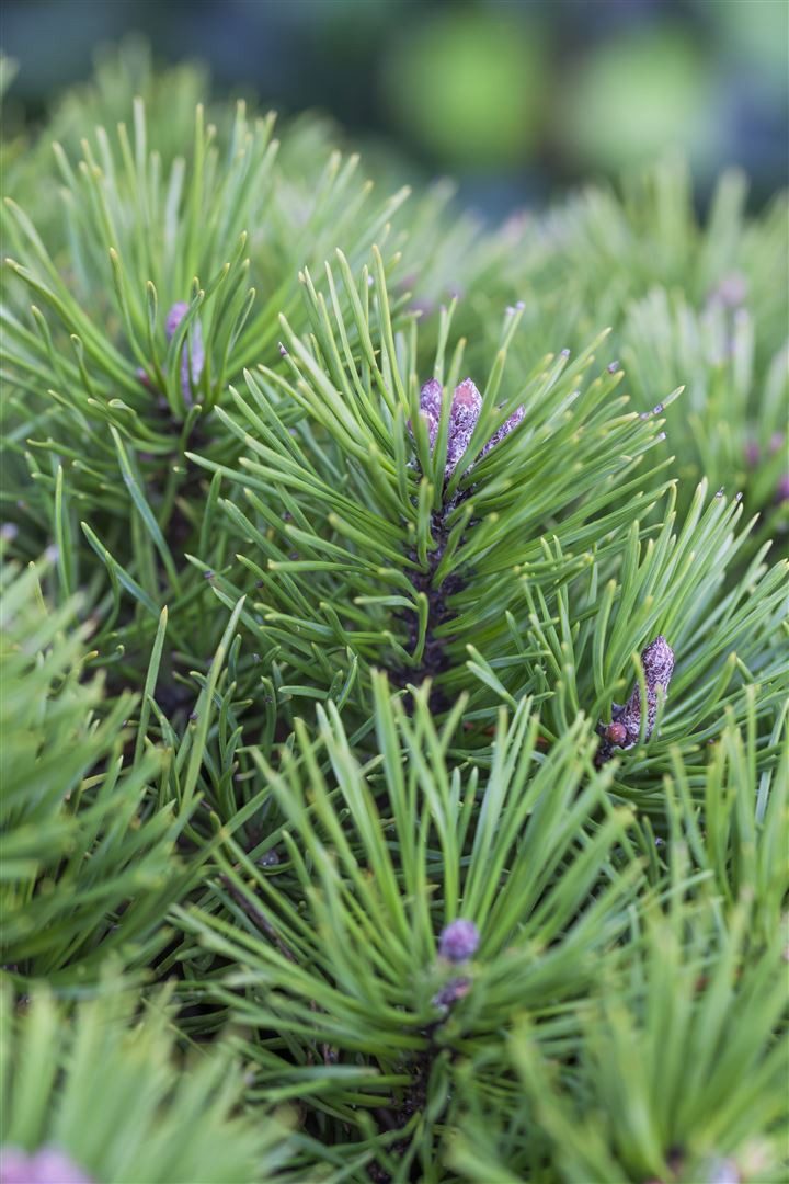 Pflanzen für Dich Konifere Pinus pumila Glauca, 1 St., Bergkiefer, Zwergkiefer, blaugrau, zwergwuchs