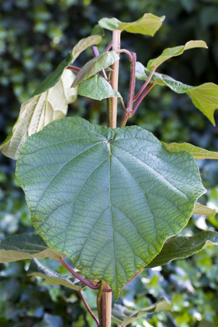 Pflanzen für Dich Obstpflanze Actinidia deliciosa Atlas, 1 St., Kiwi, Chinesische Stachelbeere, großfrüchtig, kletterpflanze