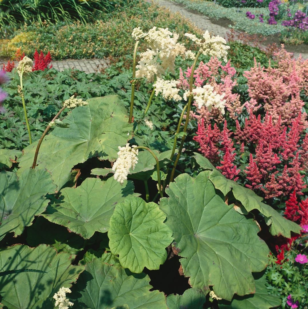 Pflanzen für Dich Staude Astilboides tabularis, 1 St., Tafelblatt, Tafelblatt-Astilbe