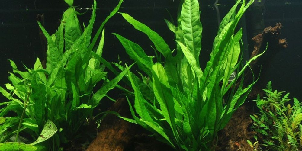 Aquaone Wasserpflanze Mutterpflanze Aquarium Pflanze Microsorum pteropus Nr günstig online kaufen