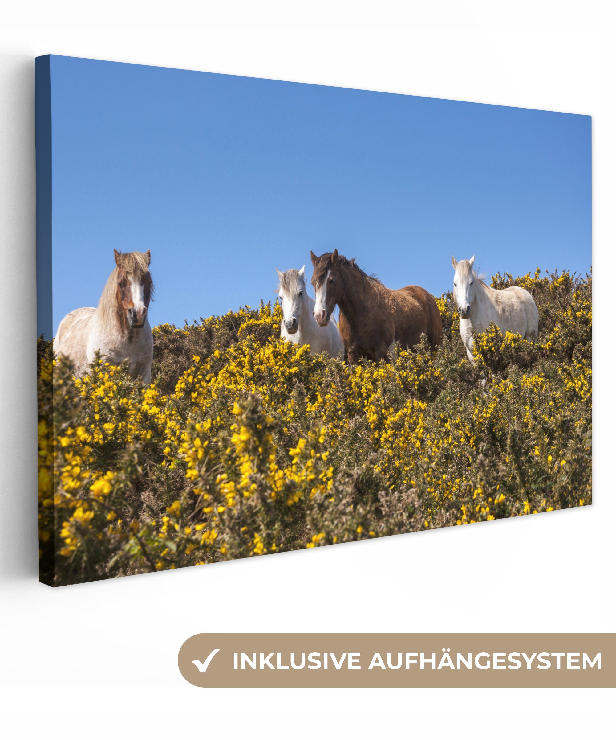 OneMillionCanvasses® Leinwandbild Walisische Ponys (1 Frühlingstag, einem Wandbild cm an Aufhängefertig, sonnigen Wanddeko, St), 30x20 Leinwandbilder