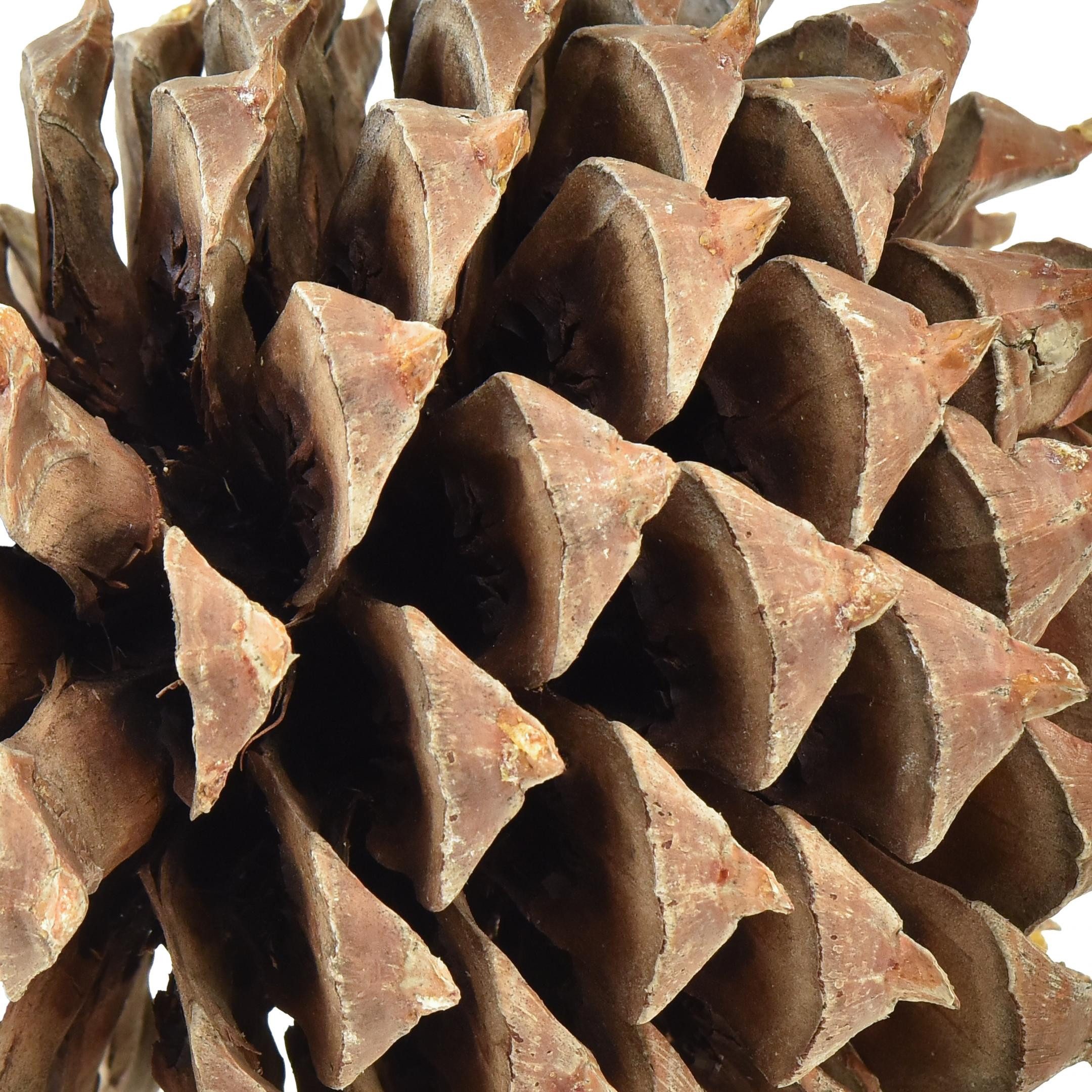 Trockenblume Kiefernzapfen Coulter Deko Natur Ø13cm günstig online kaufen