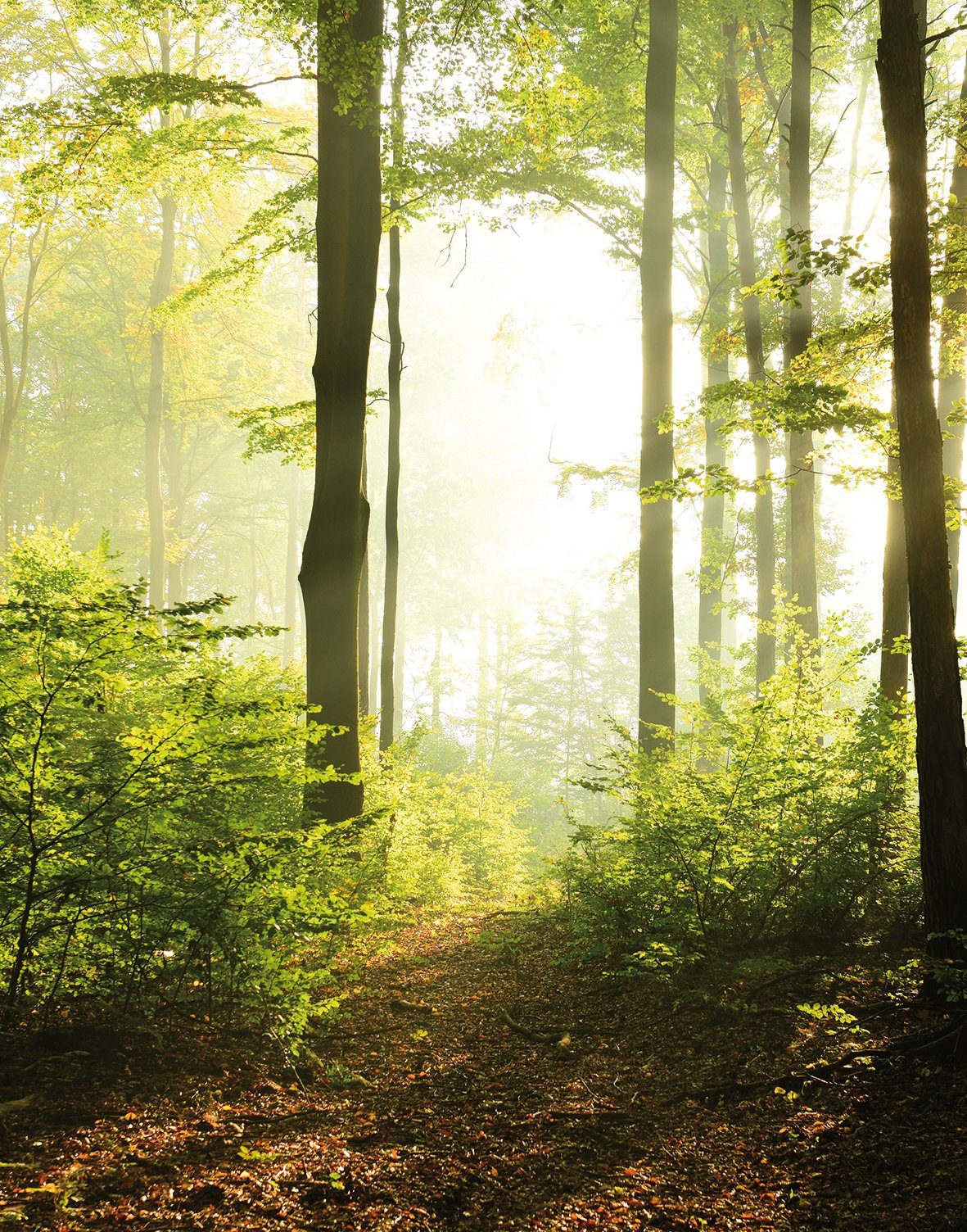 Marburg Fototapete, Holz, Wald, moderne Tapete für Wohnzimmer Schlafzimmer Küche