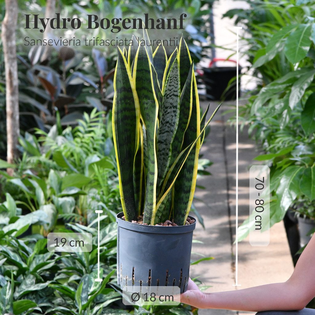 Green Me Up Zimmerpflanze Büropflanze Bogenhanf Sansevieria Laurentii, inkl. 10L Blähton, Wasserstandsanzeige & Langzeitdünger