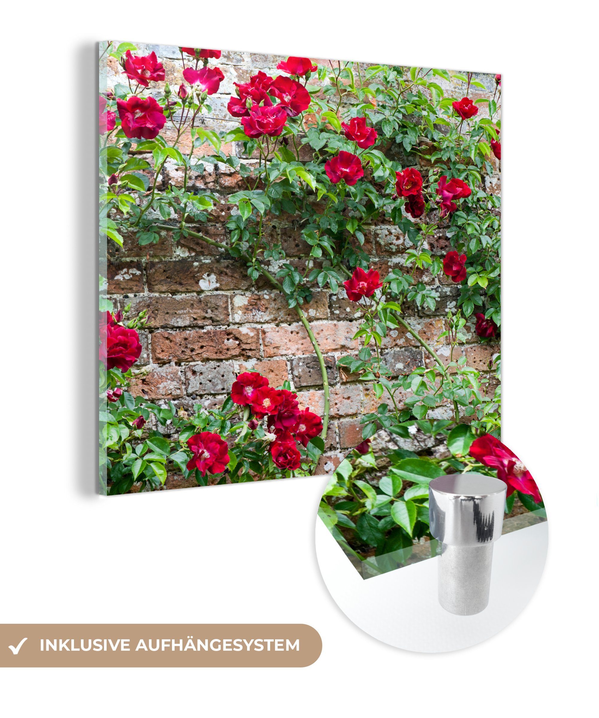 Foto Glasbilder Wanddekoration Wandbild Glas St), - einer - Glas mit Bilder Steinmauer, Kletterpflanze an roten Blüten MuchoWow auf Acrylglasbild - auf (1