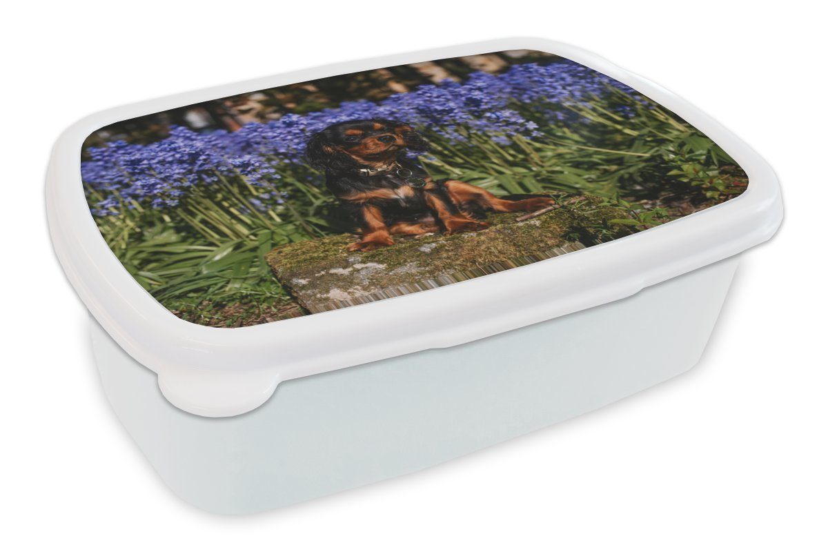 Kaufentscheidung MuchoWow Lunchbox Ein Cavalier King Blumen, Brotdose, (2-tlg), Kunststoff, für weiß Charles Jungs für Kinder Mädchen Erwachsene, Spaniel zwischen blauen den und Brotbox und