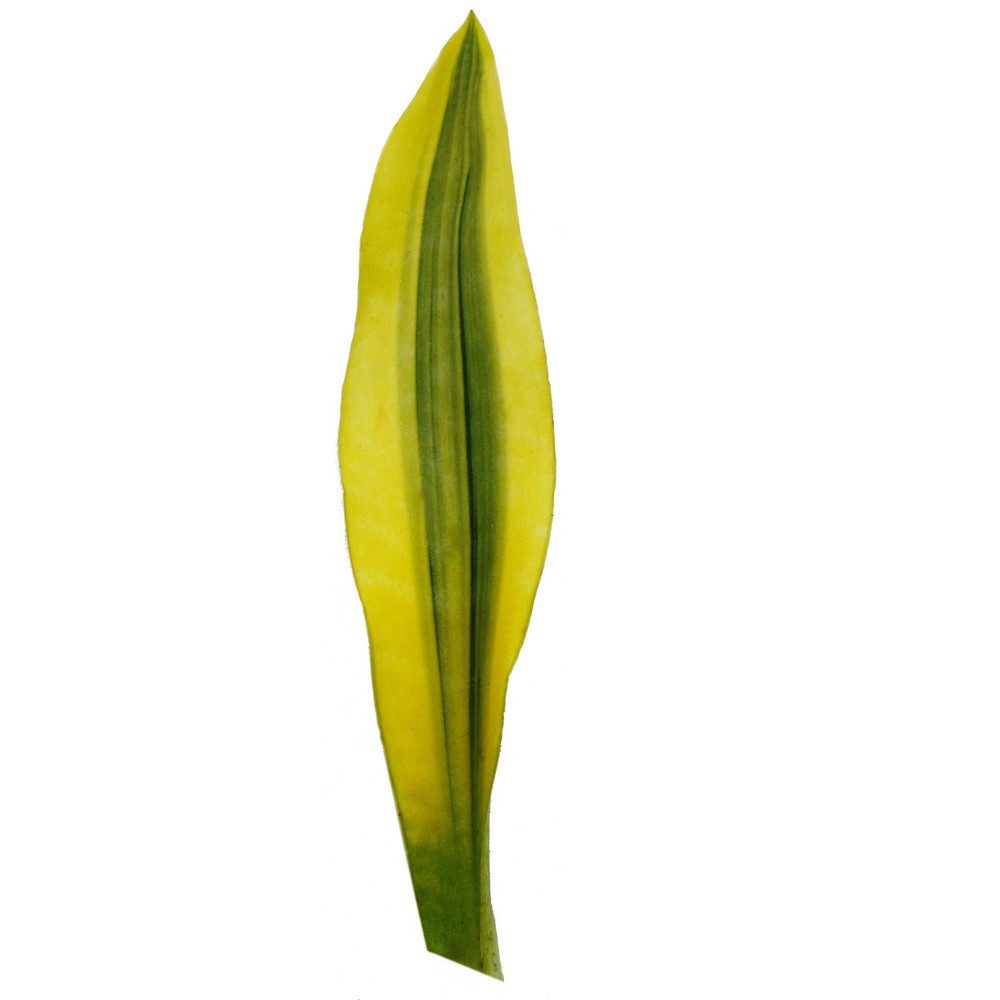 Exotenherz Zimmerpflanze Sansevieria aubrytiana Yellowstone Goldener Bogenhanf 14cm Topf