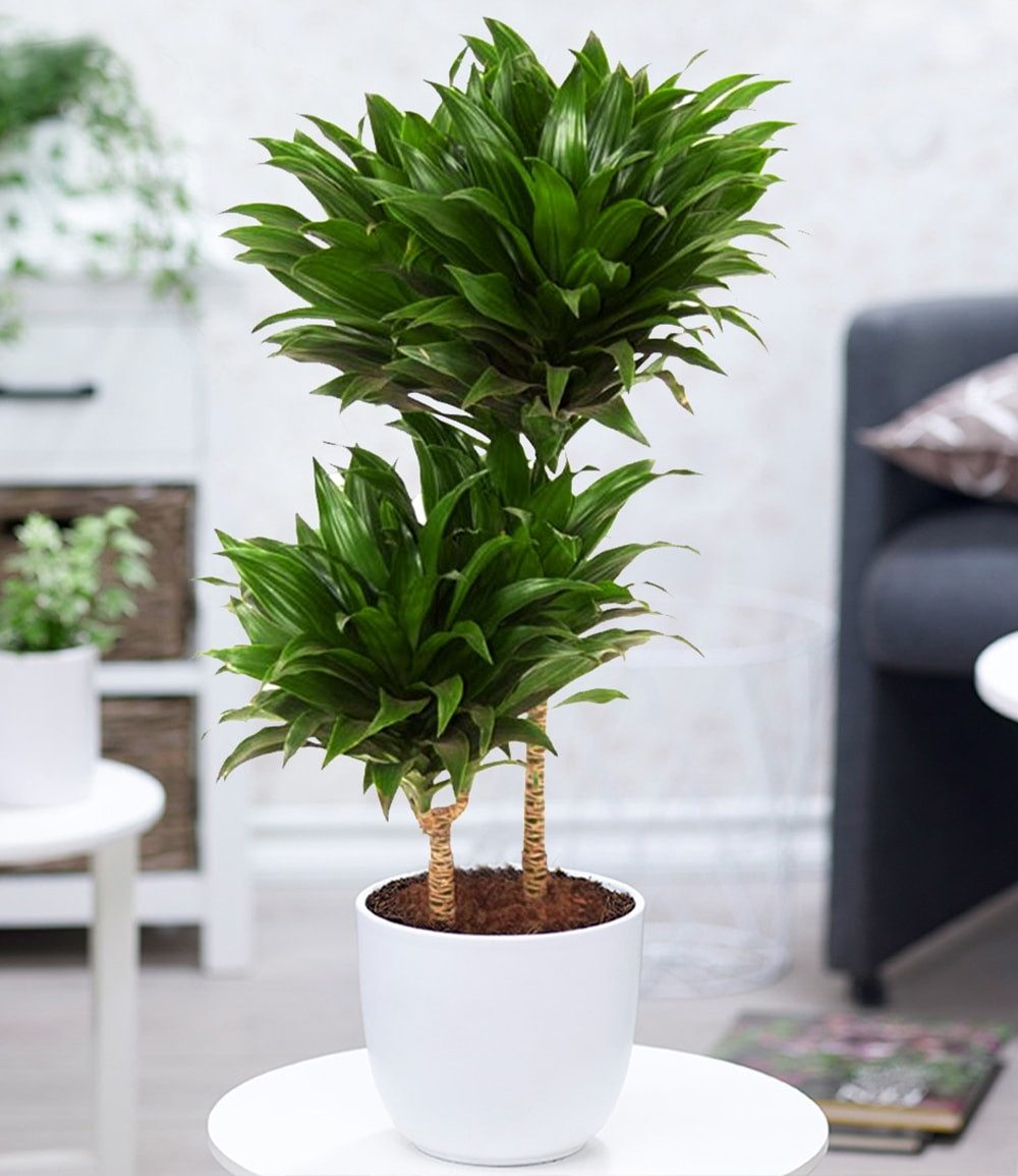 BALDUR Garten Zimmerpflanze Dracena 'Compacta' ca. 55 cm hoch, 1 St., Zimmerpflanze, pflegeleicht