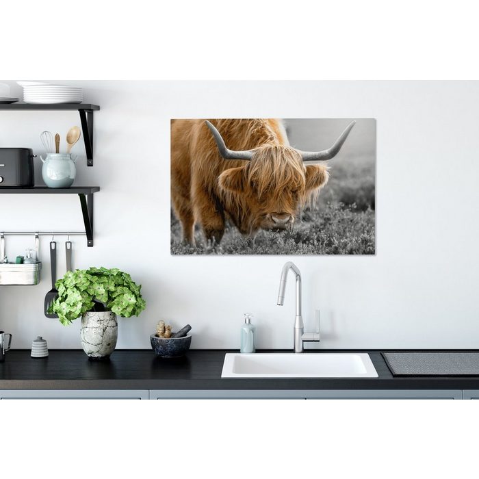 OneMillionCanvasses® Leinwandbild Schottischer Highlander - Tiere - Braun - Kuh - Schwarz - Weiß - Natur (1 St) Wandbild Leinwandbilder Aufhängefertig Wanddeko