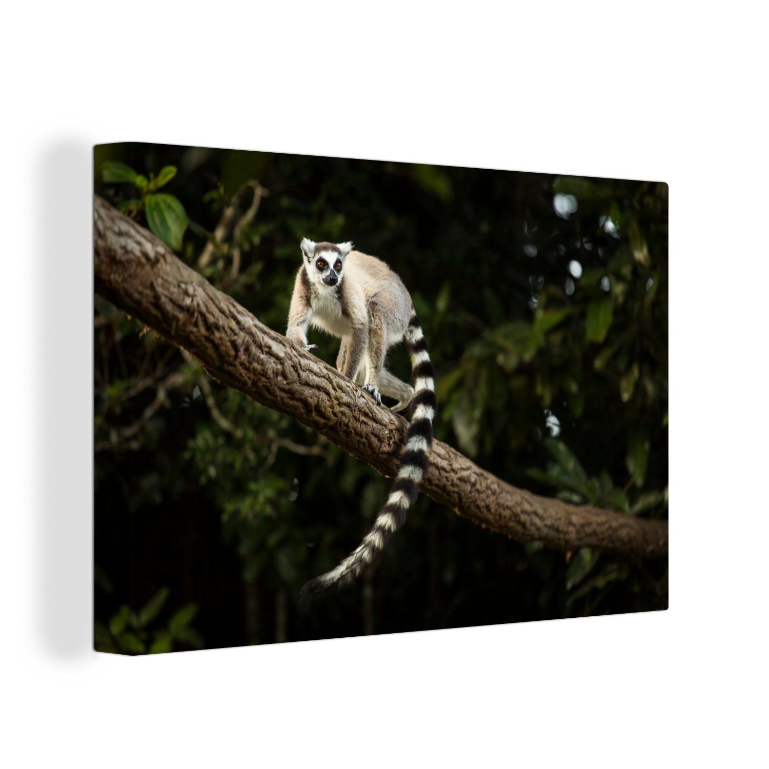 OneMillionCanvasses® Leinwandbild Affe - Zweig - Tier, (1 St), Wandbild Leinwandbilder, Aufhängefertig, Wanddeko, 30x20 cm