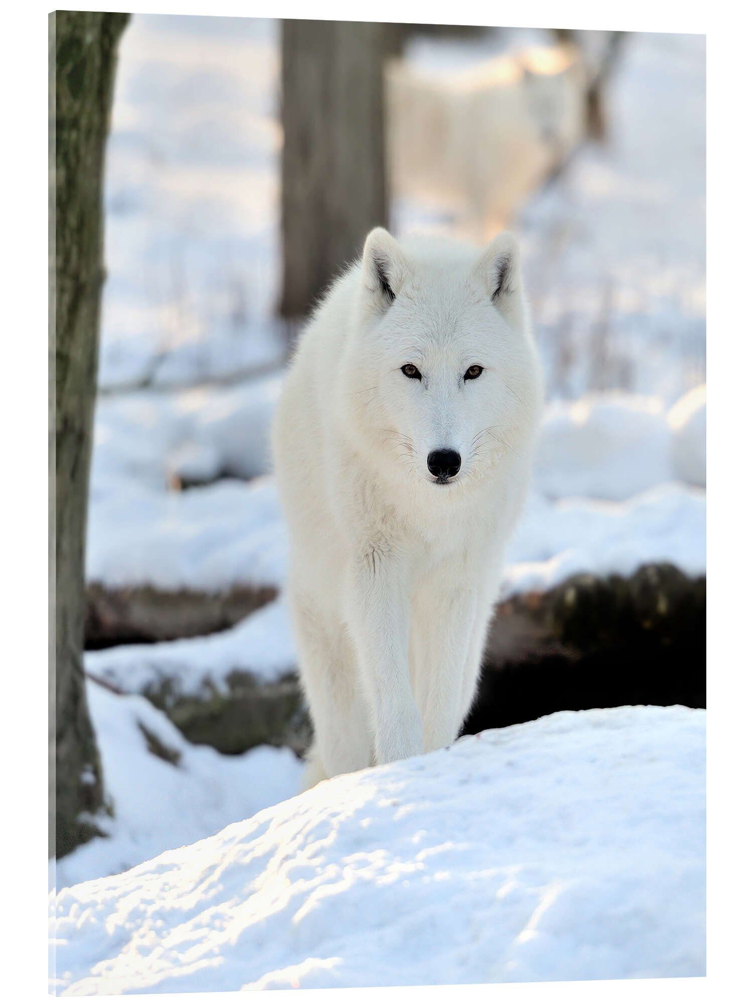 Posterlounge Wandbild Schöner weißer Wolf im Winter, Animal Portrait Photography, erhältlich als Poster, Leinwandbild, Wandsticker oder Acrylglasbild