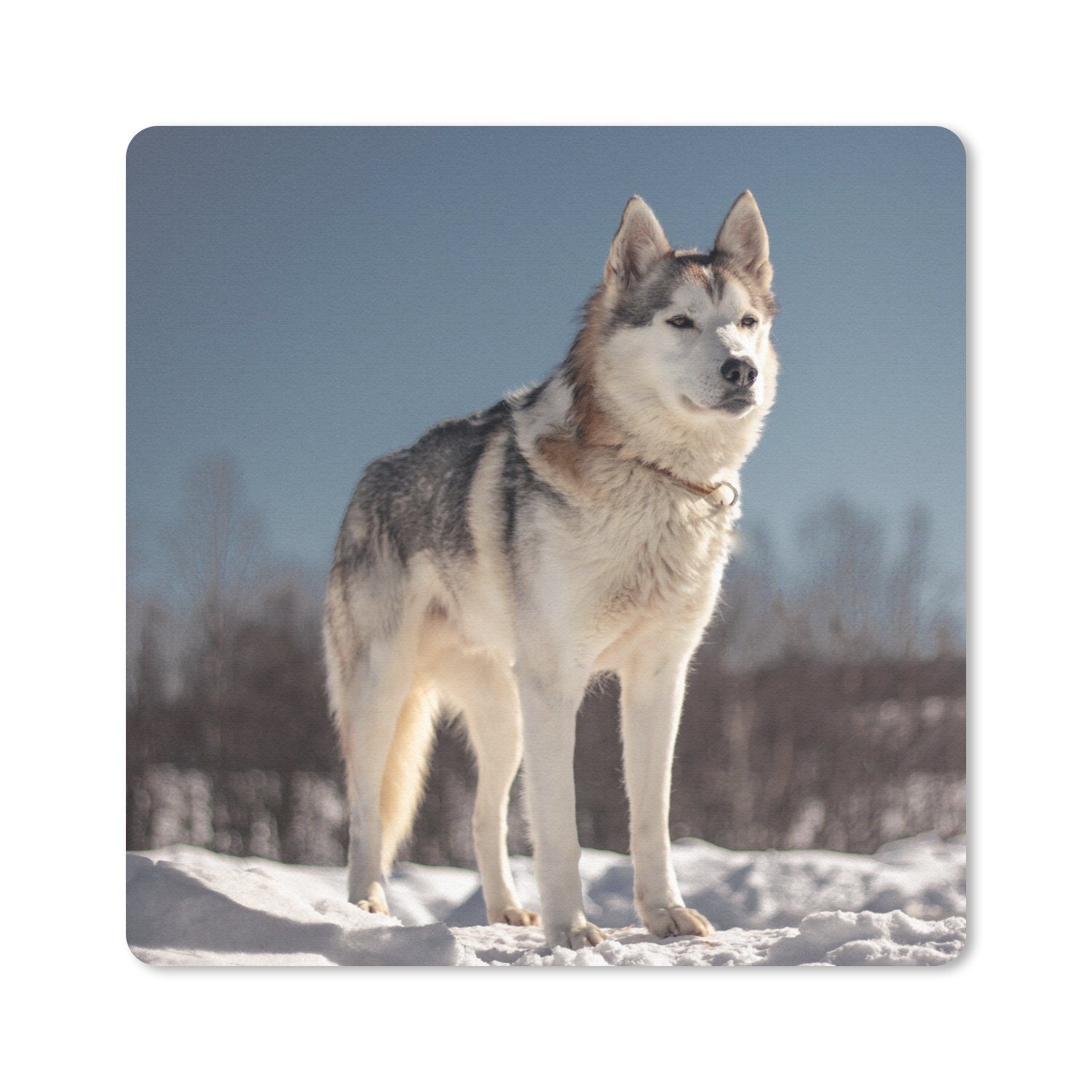 MuchoWow Mauspad Husky im Schnee (1-St), Mauspad, Büro Zubehör, Dekoration, Desk Mat, 30x30 cm