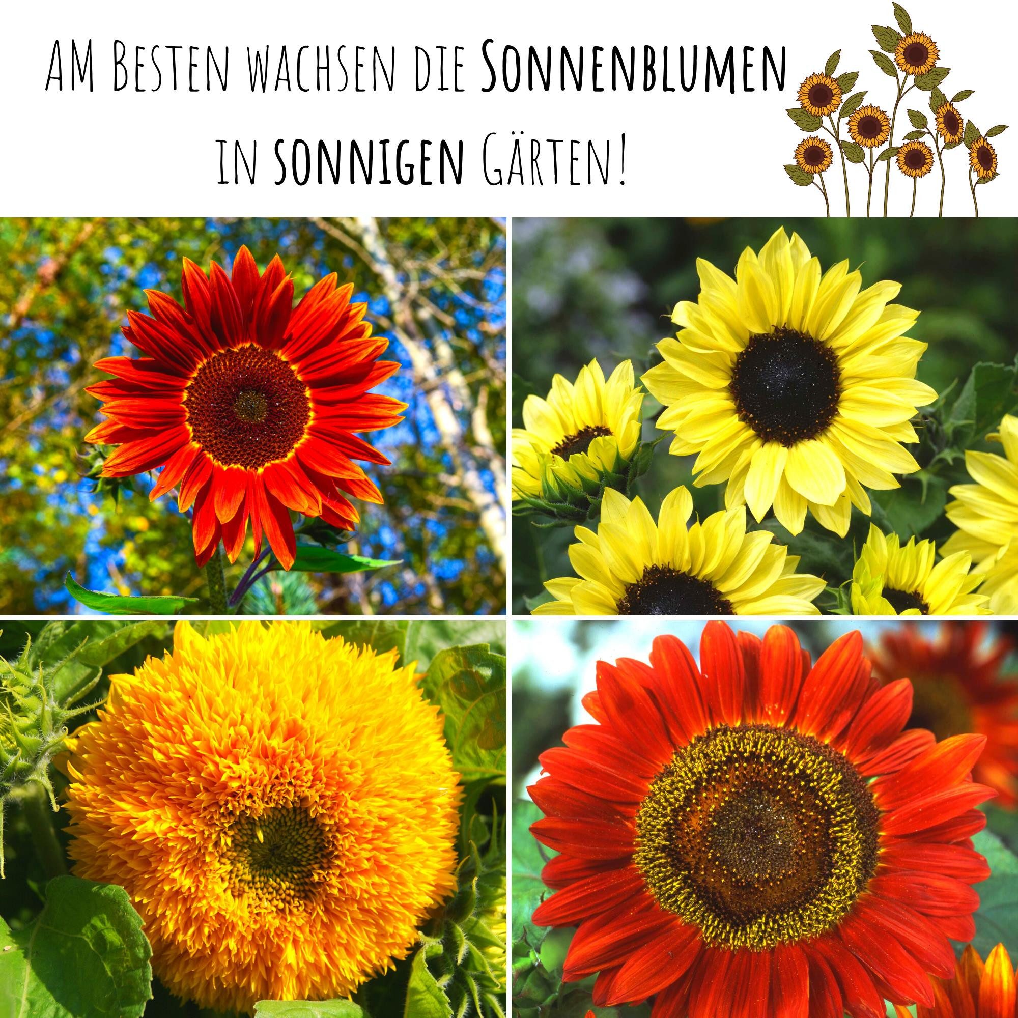 HappySeed Blumensamen Farbenfrohe Sonnenblumen Samen - für einen bienenfreundlichen Garten, Sonnenblumen – Bild 4 von 5