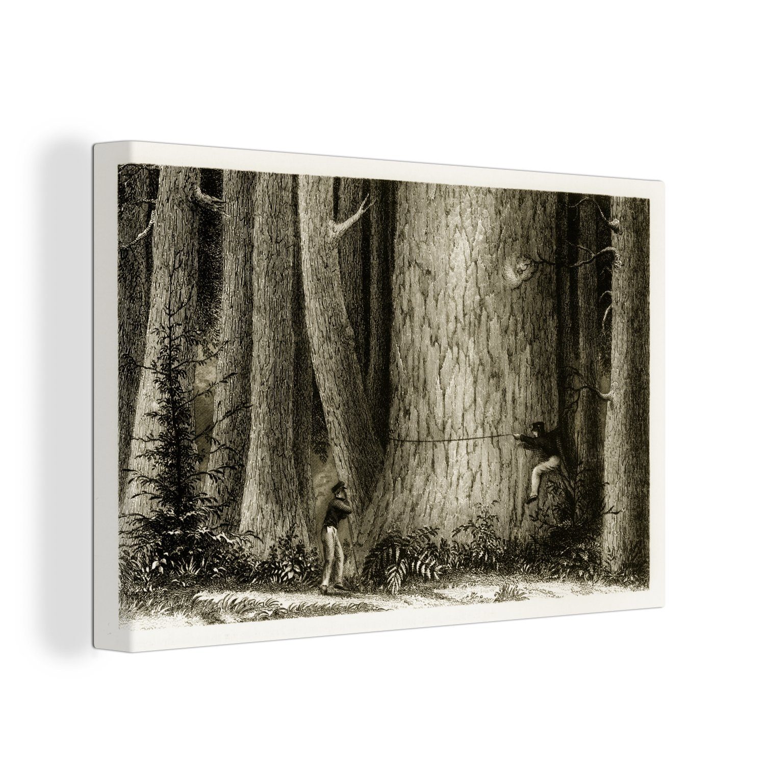 OneMillionCanvasses® Leinwandbild Illustration der Vermessung eines Mammutbaums durch Holzfäller, (1 St), Wandbild Leinwandbilder, Aufhängefertig, Wanddeko, 30x20 cm