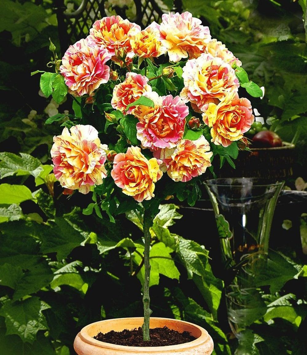 BALDUR Garten Rose Rosen-Stamm 'Claude Monet®', 1 St., Hochstämmchen, winterhart, duftend, pflegeleicht