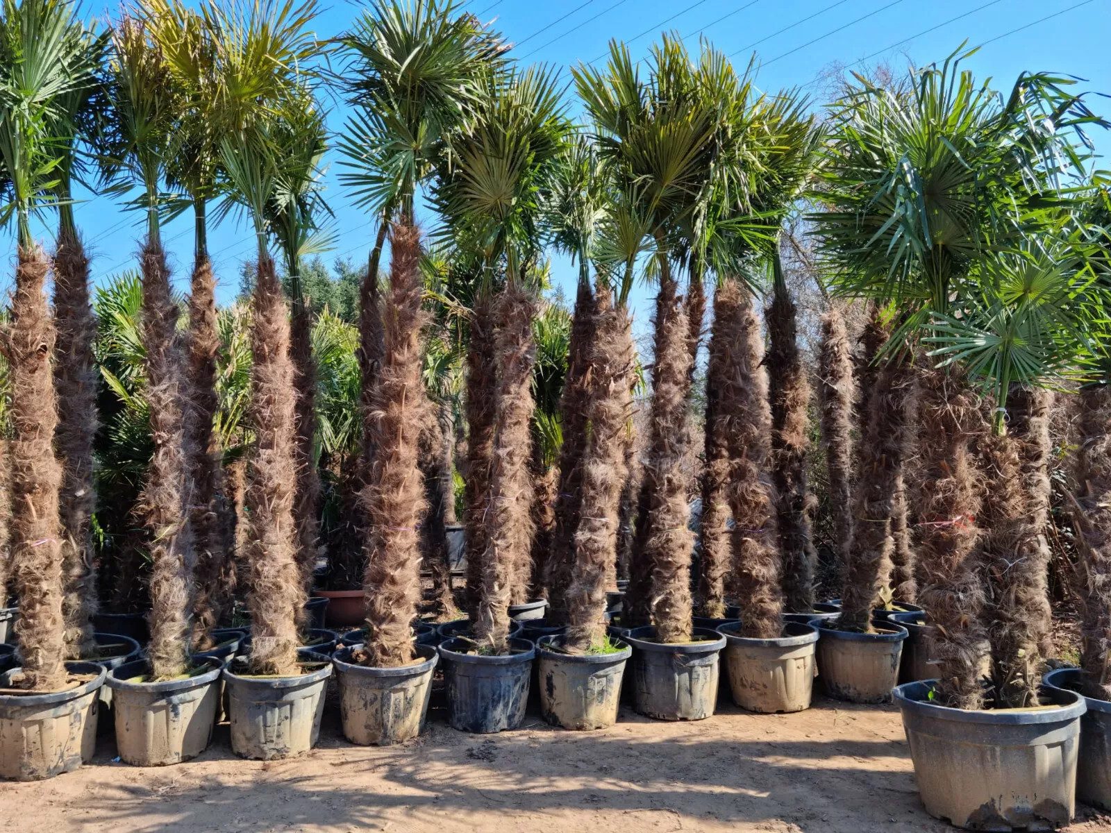 Palms-Store Baum Palme Trachycarpus fortunei – Chinesische Hanfpalme, ca. 600 cm Höhe, Stammhöhe ca. 400 cm winterhart bis –19 °C, aus Spanien