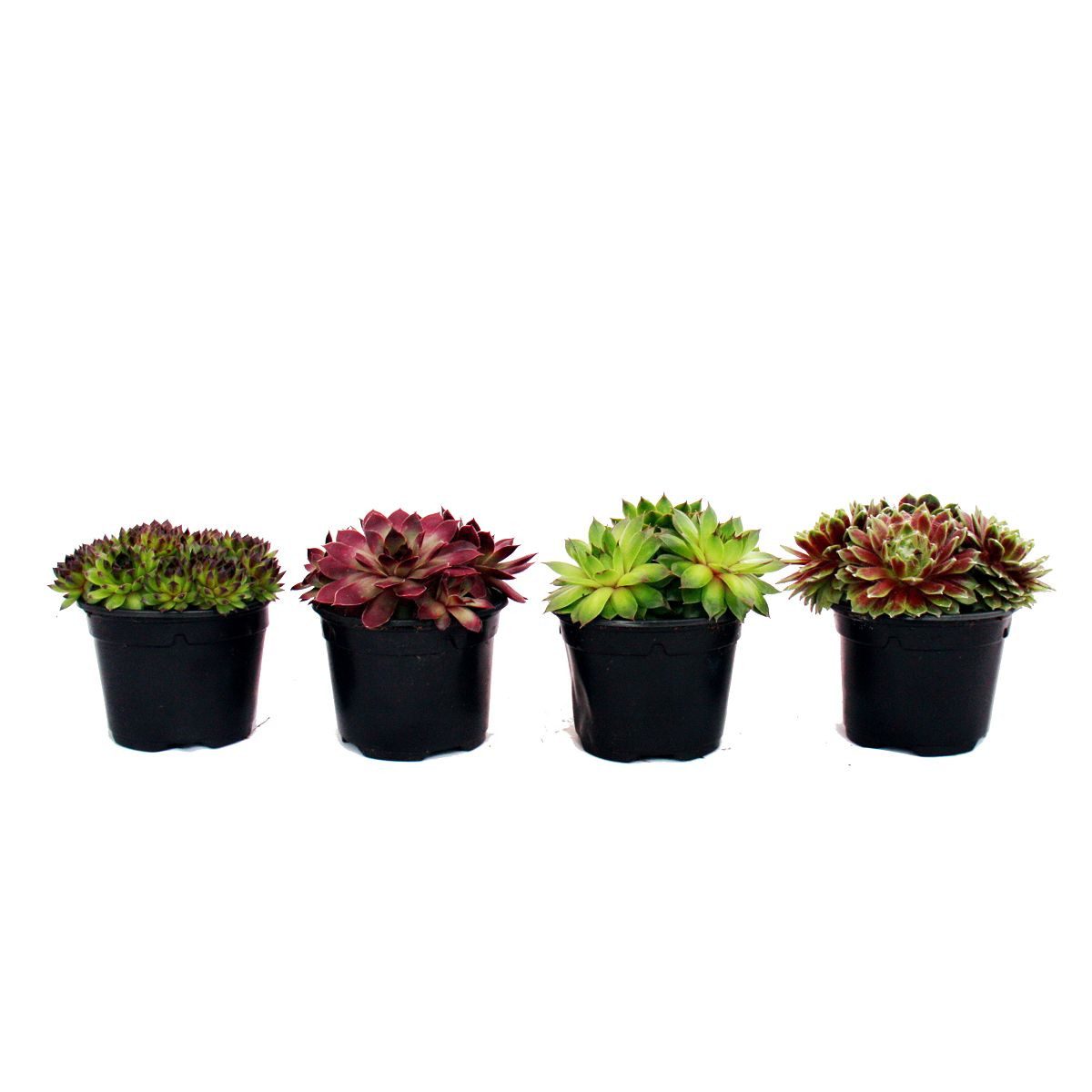 Exotenherz Beetpflanze Hauswurz - Set aus 4 verschiedenen Sempervivum-Sorten