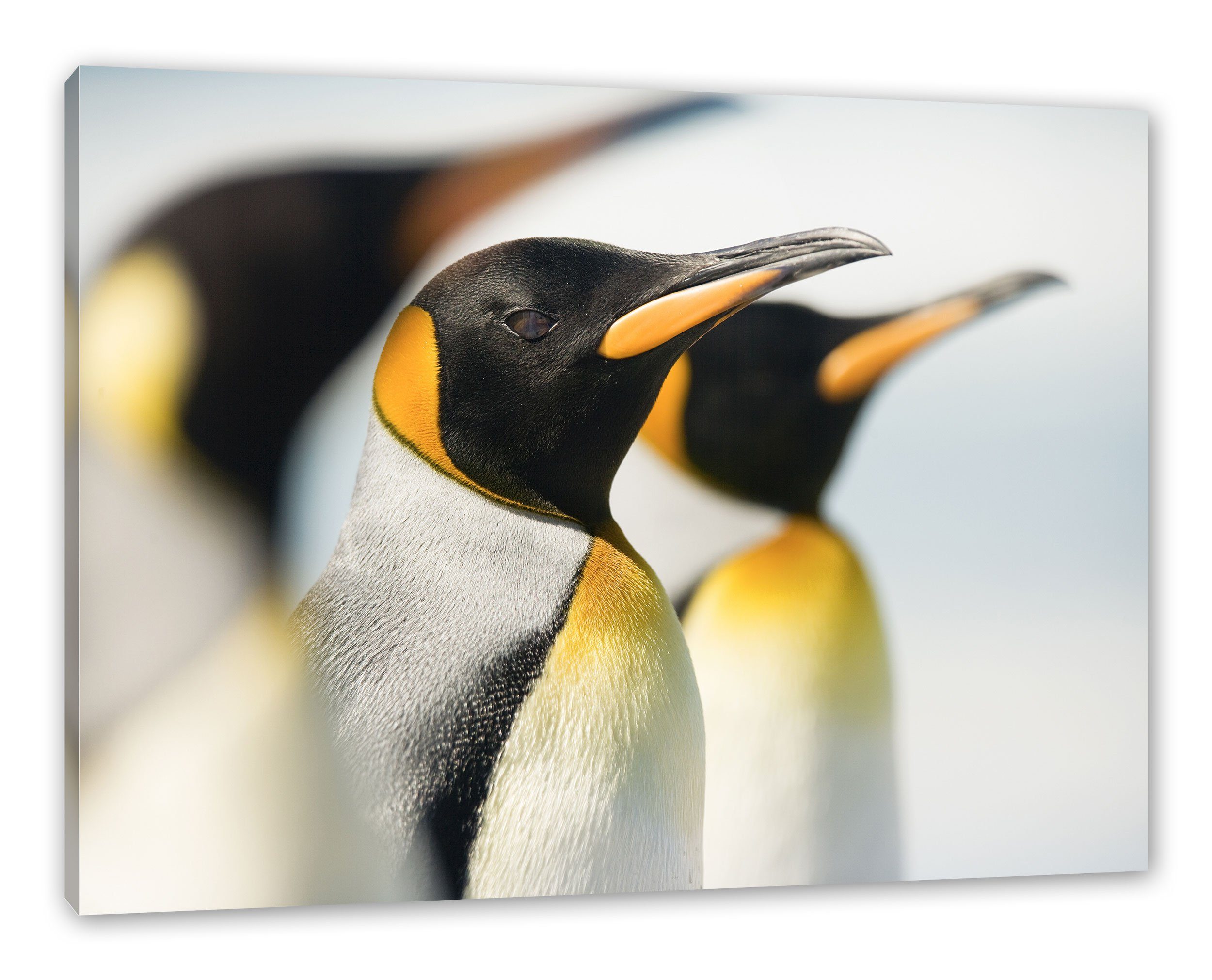 bespannt, Pinguine, fertig Pixxprint Zackenaufhänger Leinwandbild (1 Leinwandbild St), Pinguine inkl.