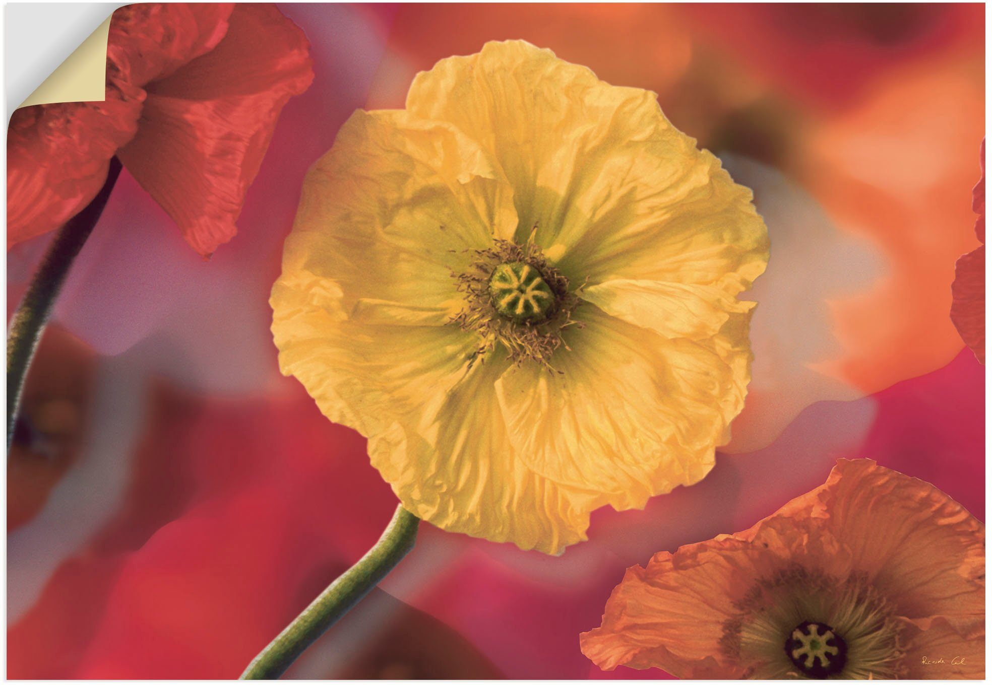 Artland Wandbild Fotokollage Mohnblumen, Blumenbilder (1 St), als Leinwandbild, Wandaufkleber oder Poster in versch. Größen | Poster