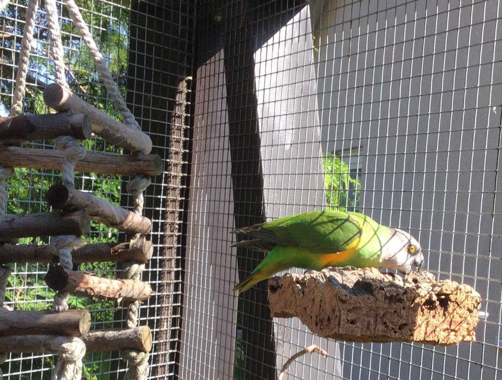 Kork-Deko.de Vogelspielplatz Vogel Sitzbrett Korkrinde 15×15 cm – großes Kork Sitzbrett für Vögel