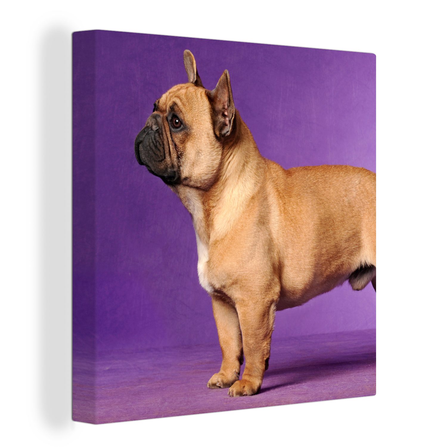 OneMillionCanvasses® Leinwandbild Französische Bulldogge - Braun - Lila, (1 St), Leinwand Bilder für Wohnzimmer Schlafzimmer